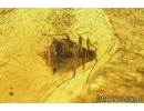 Moth, Aphids, Mite, Bug and Spider. Fossil inclusions in Baltic amber #7890