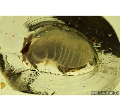 Nice Springtail, Collembola. Fossil inclusion in Baltic amber #7895