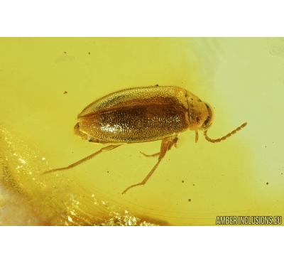 False Flower Beetle, Scraptiidae. Fossil insect in Baltic amber #7901
