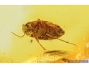 False Flower Beetle, Scraptiidae. Fossil insect in Baltic amber #7901