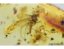 Click beetle Elateroidea, Swarm of Gnats and Spider. Fossil inclusions in Baltic amber #7903