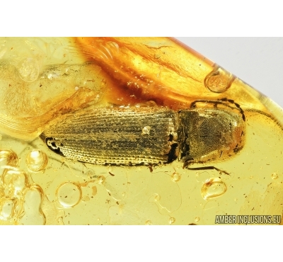Click beetle, Elateroidea. Fossil inclusion in Baltic amber #7904