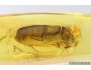 Click beetle, Elateroidea. Fossil inclusion in Baltic amber #7905