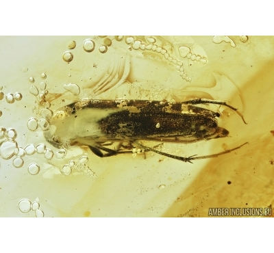  False darkling beetle, Melandryidae. Fossil insect in Baltic amber #7906