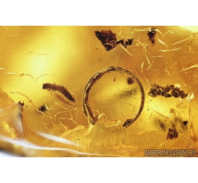 Beetle larva, unknown insect fragment and fungus gnats. Fossil inclusions in Baltic amber #7907