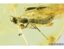 Rove beetle, Staphylinoidea. Fossil insect in Baltic amber #7908