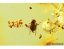 Scuttle Fly Phoridae with Eggs! Ants with pupae. Fossil inclusions in Baltic amber #7909