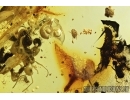 Scuttle Fly Phoridae with Eggs! Ants with pupae. Fossil inclusions in Baltic amber #7909