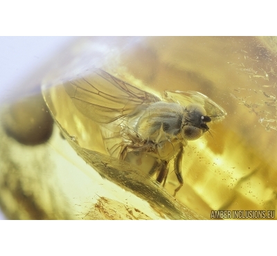 Rare Frit fly, Acalyptratae, Chloropidae. Fossil insect in Baltic amber #7910