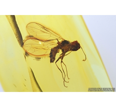 Big-headed fly, Pipunculidae. Fossil insect in Baltic amber #7911