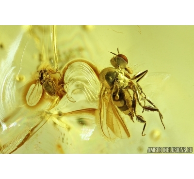 Dance fly, Empididae and More. Fossil inclusions in Baltic amber #7912