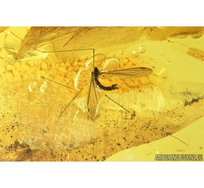 Crane Fly, Limoniidae. Fossil insect in Baltic amber #7913