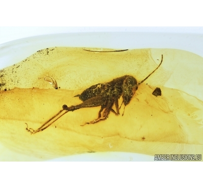 Cricket, Orthoptera. Fossil insect in Baltic amber #7914