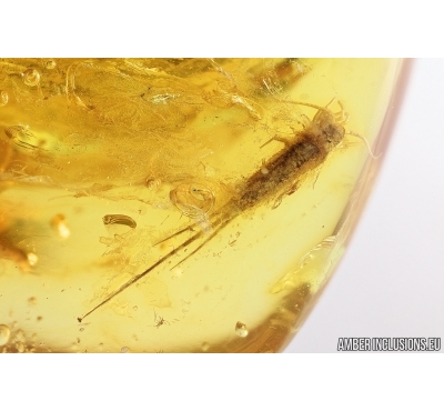 Bristletail, Machilidae. Fossil insect in Baltic amber #7916