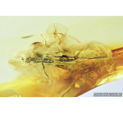 Probably Torymidae Wasp. Fossil insect in Baltic amber #7924