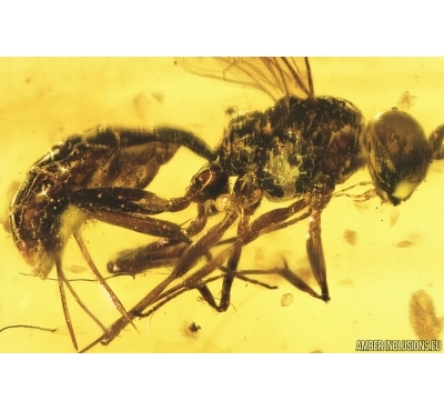 Hymenoptera Wasp with Mite. Fossil insects in Baltic amber #7926