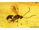 Hymenoptera Wasp with Mite. Fossil insects in Baltic amber #7926