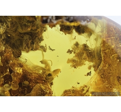 Ant and Fungus. Fossil inclusions in Baltic amber #7927