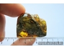Big Wood fragment. Fossil inclusion in Baltic amber #7932