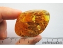 Wood fragments. Fossil inclusions in Baltic amber #7933