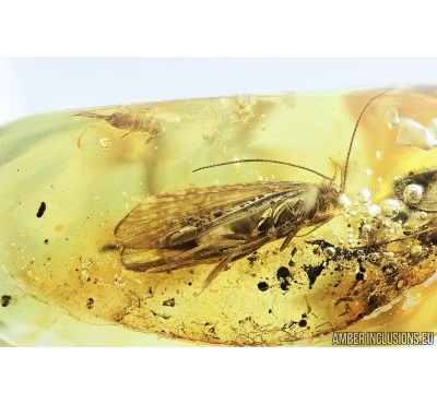Caddisfly, Trichoptera and Caterpillar case. Fossil inclusions in Baltic amber #7939