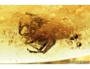 Spider, Araneae and Mite, Acari. Fossil inclusions in Baltic amber stone #7943