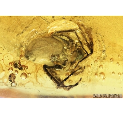 Spider, Araneae and Mite, Acari. Fossil inclusions in Baltic amber stone #7943