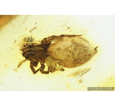 Jumping Spider, Salticidae. Fossil inclusion in Baltic amber #7945