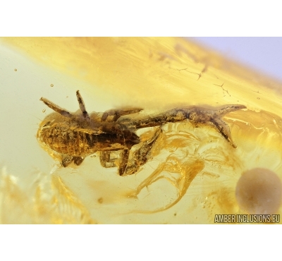 Very Nice Pseudoscorpion, Coccid female, Spider, Mite and More . Fossil inclusions in Baltic amber #7948