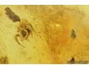 Very Nice Pseudoscorpion, Coccid female, Spider, Mite and More . Fossil inclusions in Baltic amber #7948