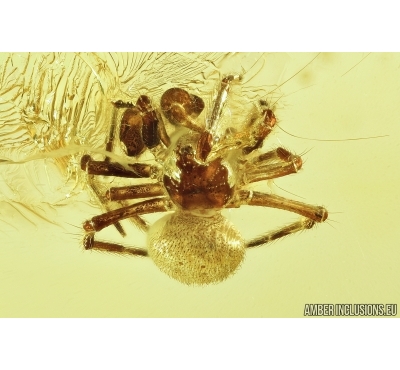 Nice Spider Araneae Theridiidae Fossil inclusion in Baltic amber stone #7950