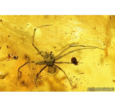 Nice Spider, Araneae and More. Fossil inclusions in Baltic amber stone #7951
