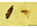 Isopoda, Woodlice and Leaves. Fossil inclusions in Ukrainian amber #7953R