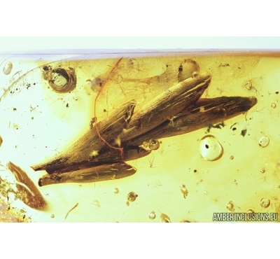 Rare, Big 17mm! Plant. Fossil inclusion in Baltic amber #7955