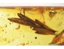 Rare, Big 17mm! Plant. Fossil inclusion in Baltic amber #7955