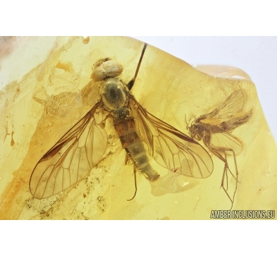 Snipe Fly Rhagionidae and Fungus gnat Mycetophilidae. Fossil insects in Baltic amber #7958