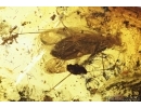 Bug, Heteroptera . Fossil insect in Ukrainian amber #7961