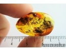 Bug, Heteroptera . Fossil insect in Ukrainian amber #7961