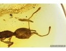 Nice Rare Ant, Hymenoptera, Formicidae, Mirmicinae, Electromyrmex. Fossil insect in Baltic amber #7963