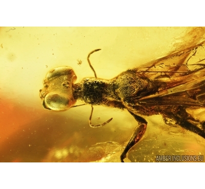 Nice, Rare Wasp, Dryinidae. fossil insect in Baltic amber #7965