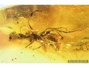 Nice, Rare Wasp, Dryinidae. fossil insect in Baltic amber #7965