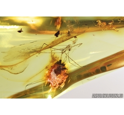 ASSASSIN BUG, REDUVIIDAE in SPIDER WEB. Fossil inclusions in Baltic amber #7968