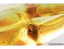ASSASSIN BUG, REDUVIIDAE in SPIDER WEB. Fossil inclusions in Baltic amber #7968