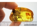 Big 27mm! Wood fragment. Fossil inclusion in Baltic amber #7969