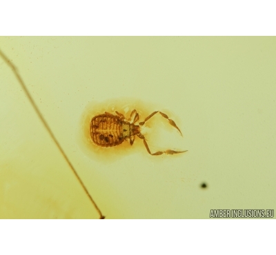 Nice Pseudoscorpion. Fossil inclusion in Baltic amber #7974