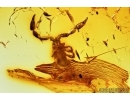 Pseudoscorpion and Beetle. Fossil inclusions in Baltic amber #7976