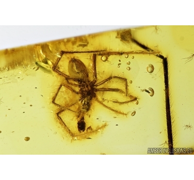 Spider, Araneae. Fossil inclusion in Baltic amber stone #7977