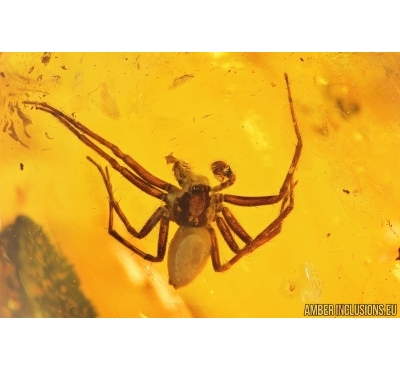 Very Nice, Big 15mm Spider, Araneae. Fossil inclusion in Baltic amber stone #7978