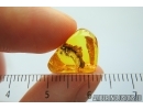 Unknown inclusion, probably mushrooms! in Baltic amber #7980