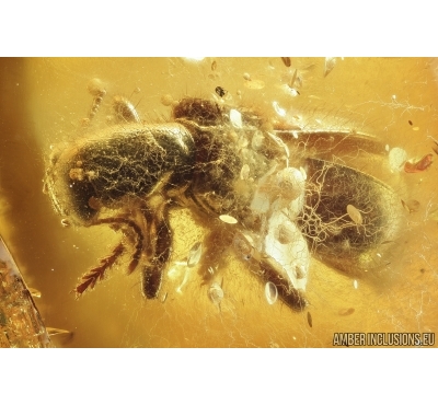Cleridae, Checkered beetle with Fungus and More. Fossil inclusions in Ukrainian amber #7982